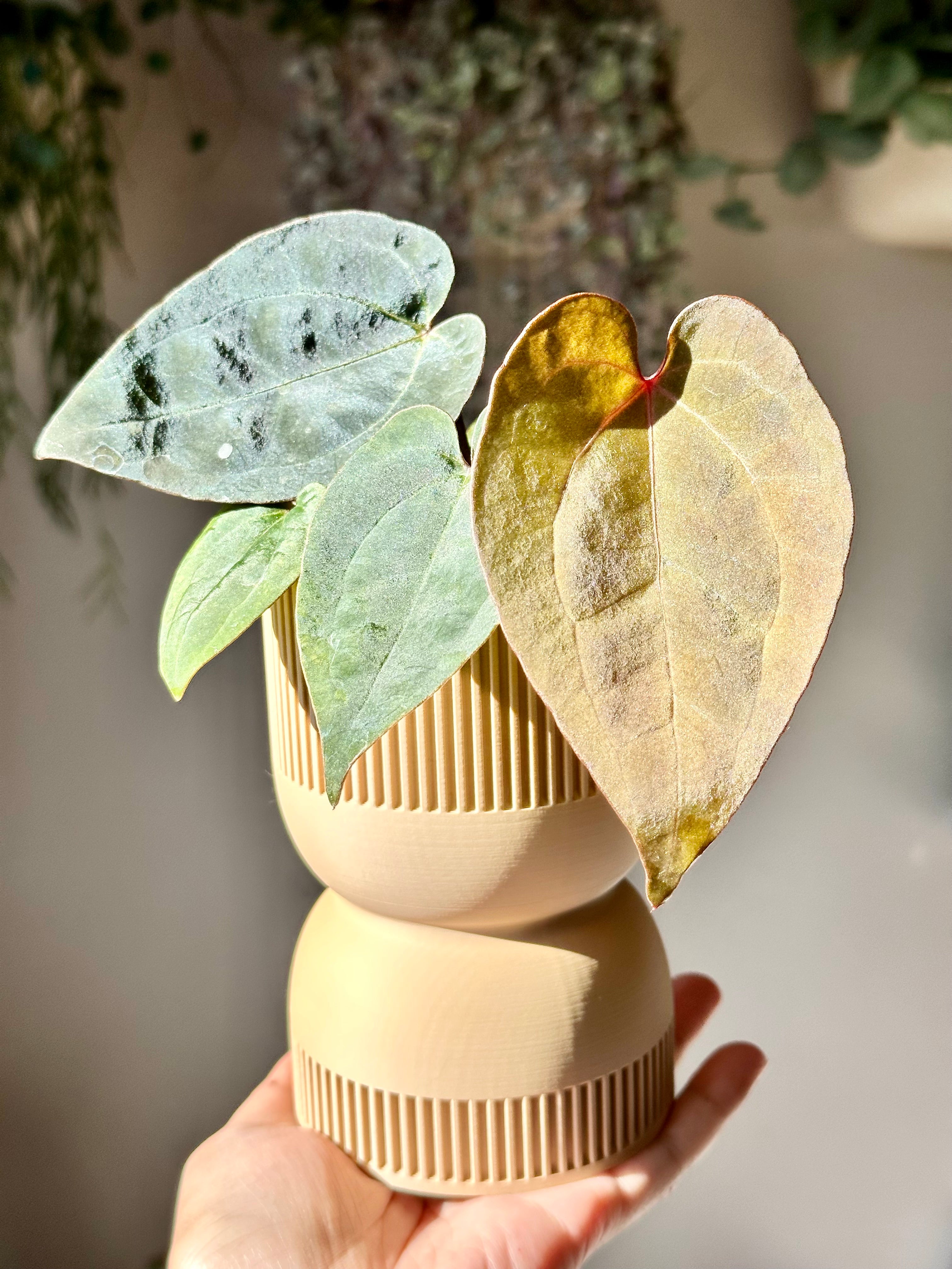 FLOR. - Plant Support & Accessories
